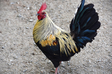 Fantastic close up look at a rooster in a barnyard.