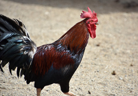 Up close and personal with a rooster with a red crown.