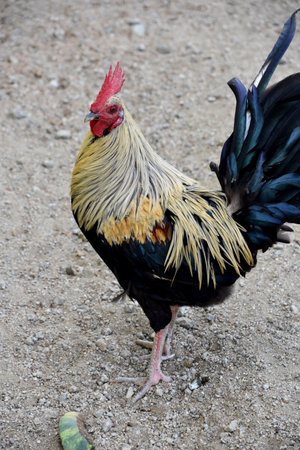 Striking markings on a rooster with lots of plumage.