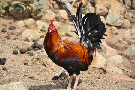 Beautiful silky rooster on a dry barnyard.
