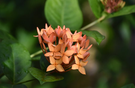 Garden with peach colored flowers blooming and flowering in the warm sunshine.