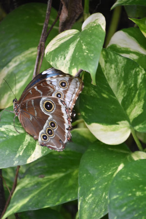 Brown butterfly on a pothos plant in a garden.