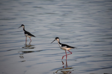 Black neck stilt sandpiper with leg raised to step into the water.