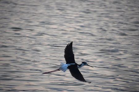 Black neck stilt with wings spread in flight over the water.