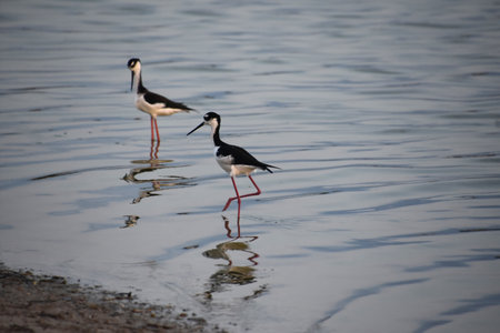 Fantastic pair of sandpipers standing in shallow water.