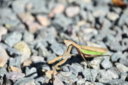 Close up look into the face of a praying mantis.