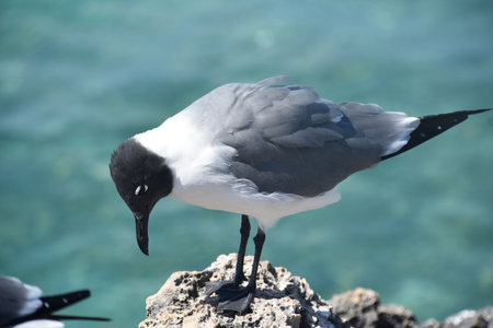 Gull standing on a coral rock ledge over the oceans waters.