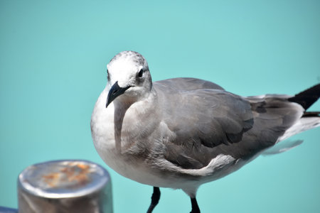 Direct look into the face of a laughing gull.