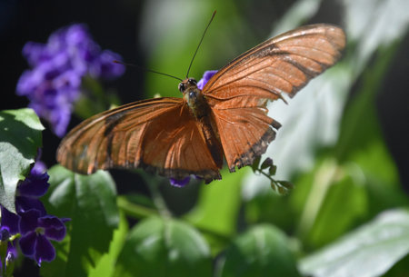 Beautiful flame butterfly with his wings open wide in a garden.