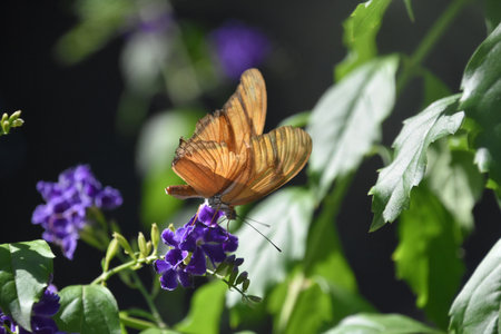 Amazing flame butterfly up close and personal in a garden.