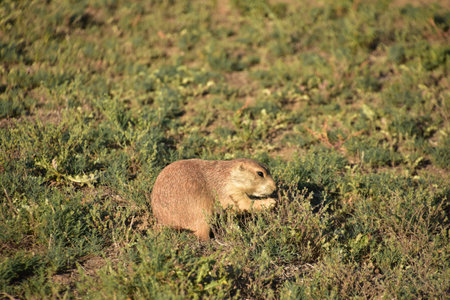 Very cute prairie dog nibble on wild grasses on a prairie.
