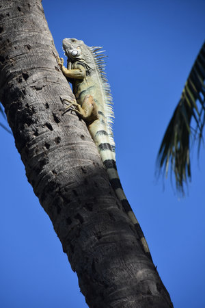 Iguana climbing on a palm tree in Costa Rica, Central Americaの写真素材