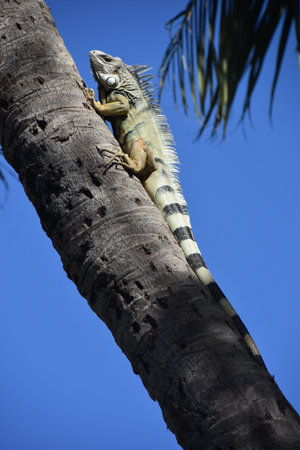 Iguana on a tree in Costa Rica, Central America.の写真素材