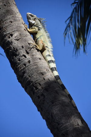 Iguana sitting on a palm tree in Costa Rica, Central Americaの写真素材