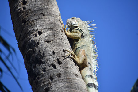 Iguana on a tree in a park, closeup of photoの写真素材
