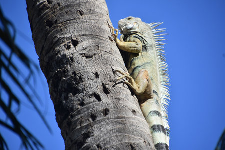 Iguana on a tree in the garden. Animal in nature.の写真素材