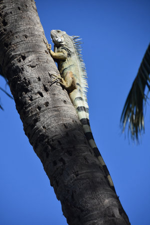 Iguana on a tree in Costa Rica, Central America.の写真素材