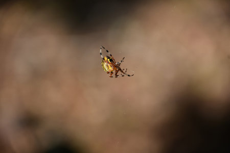 Terrific close up of a marbled orbweaver spider on an autumn day.の写真素材