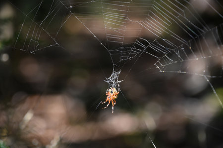 Colorful orbweaver spider weaving a complex spider web in the fall.
