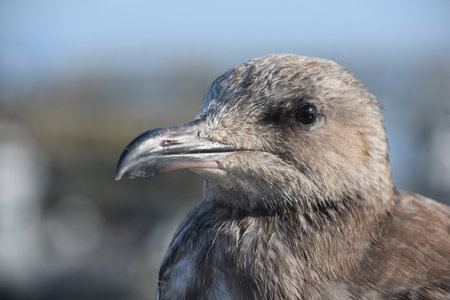 Fantastic look into the face of a large grey seagull.