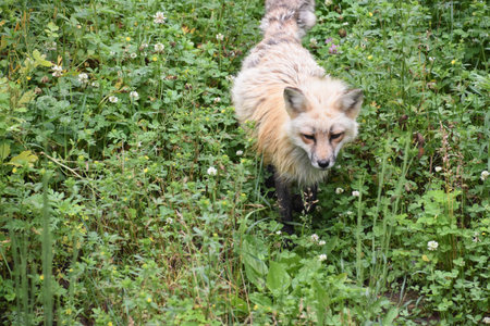 Adorable fluffy red fox in the wild with grasses and weeds.