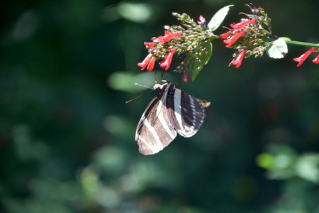 Delicate striped zebra butterfly on a red flower in a garden.