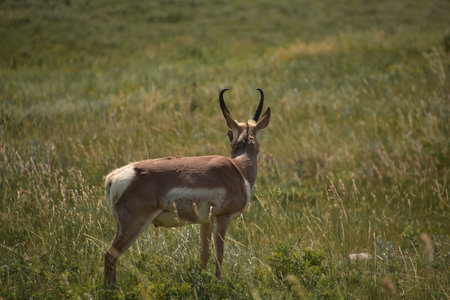 A glimpse through the antlers of a pronghorn buck.