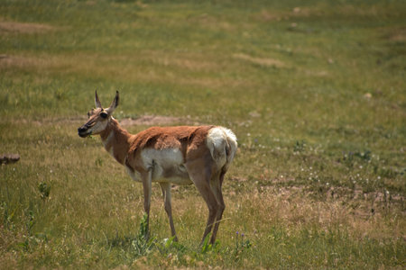 Beautiful pronghorn doe eating grass in a field.