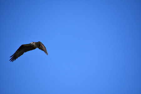 Beautiful flying osprey bird in brilliant blue skies with wings extended.
