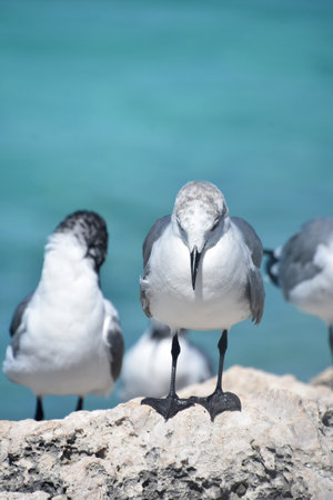 Laughing gull looking down in the tropics over the waters in Aruba.