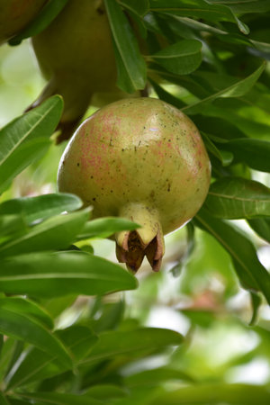 Unripened pomegranate hanging on a fresh fruit tree.