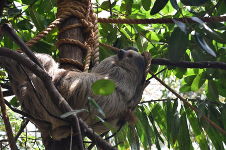 Sleepy sloth resting in the tops of a rainforest.