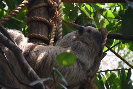 Sloth resting in a tree top in the rain forest.