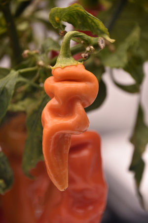 Red chili pepper growing on a plant in a garden.