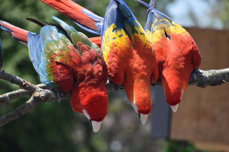 Stunning brightly colored feathers on red macaw birds on a branch.