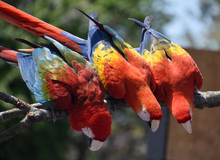 Trio of three macaw parrots on a tree branch.
