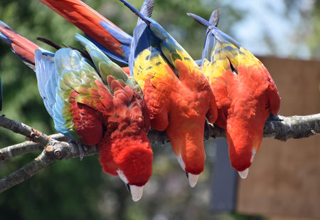 Trio of colorful red macaws reaching down from a branch.