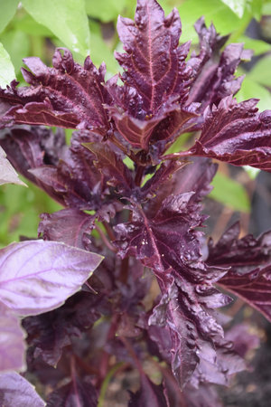 Fresh purple ruffled basil growing in an herb garden.