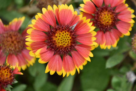 Gorgeous look into the center of a red and yellow gaillardia flower blossom.