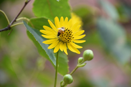 Flowering and budding yellow aster flower with a bumble bee.