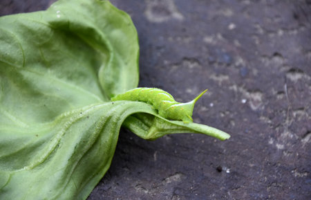 Large green caterpillar creeping along a green leaf in the summer.