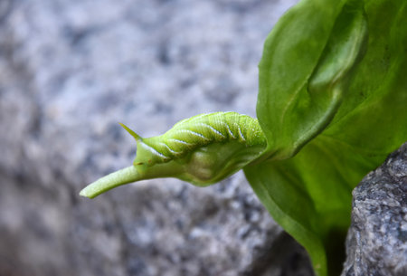 Up close look at a green hornworm caterpillar on a leaf.