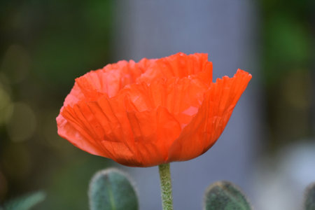 Side profile view of the petals of an orange Oriental poppy flower.