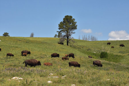 Fantastic herd of wild buffalos grazing on rolling grassy hills.