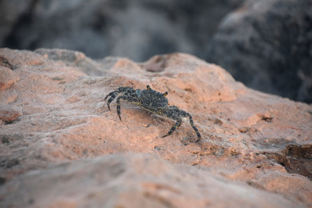 Soft shelled grey swimming crab walking on a rock in Aruba.