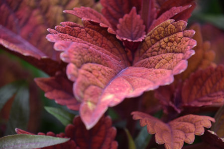 Garden with pretty red coleus leaves up close.