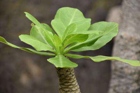Green leaves known as cabbage on a stick.