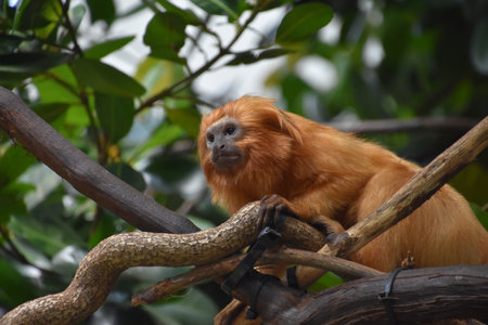 Very cute red tamarin monkey up close and personal.