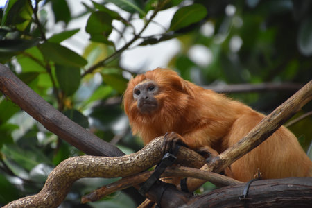 Small tamarin monkey sitting in the tree tops.