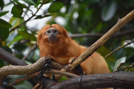 Beautiful look at a golden lion tamarin monkey.